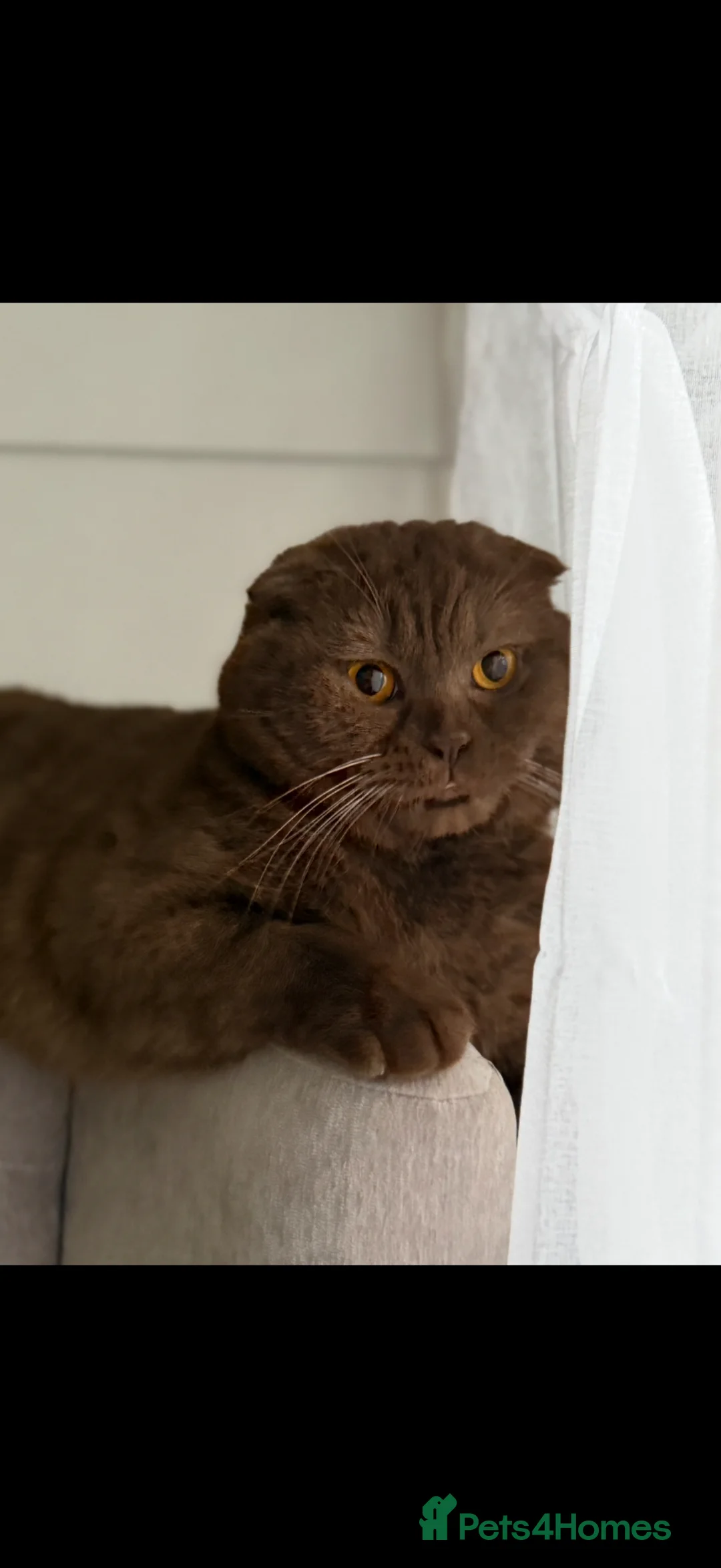 Scottish Fold cats for sale: Male Scottish fold cat chocolate  - Advert 5