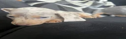 Miniature Dachshund dogs for sale: Miniature dachaunds READY NOW - Advert 17