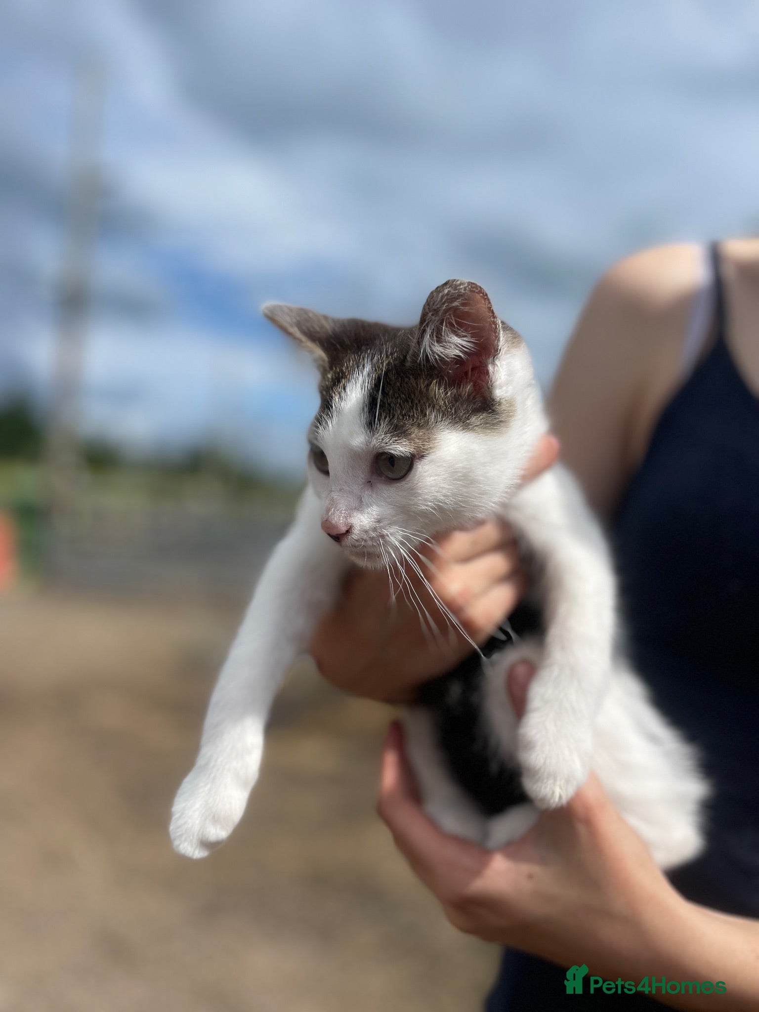 Mixed Breed cats Female Kitten Last One Ready Now  - Advert 1