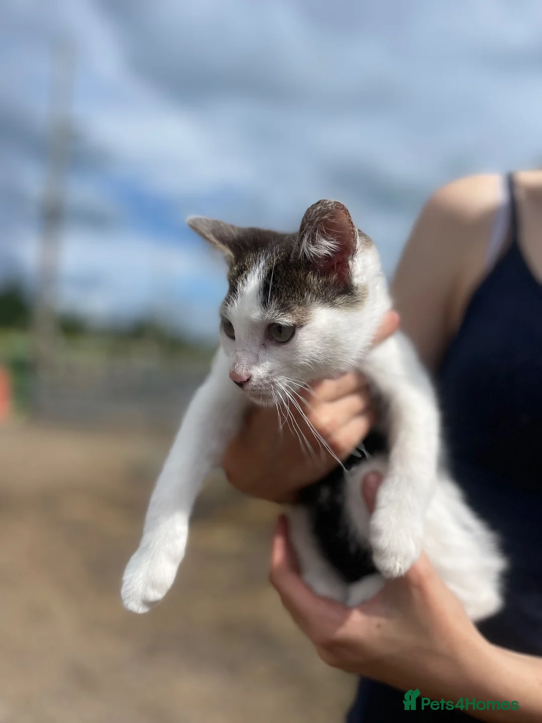 Mixed Breed cats for sale: Female Kitten Last One Ready Now  - Advert 1