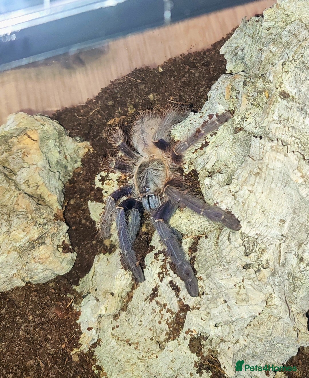 Tarantulas invertebrates for sale: TARANTULAS - Pulchra, Immanis, Iheringi & more... - Advert 8