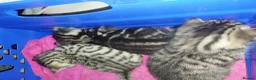 British Shorthair cats for sale: Tabby british shorthair kittens - Advert 21