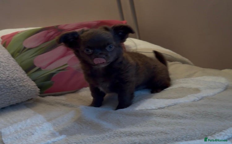 Chihuahua dogs - Advert 8