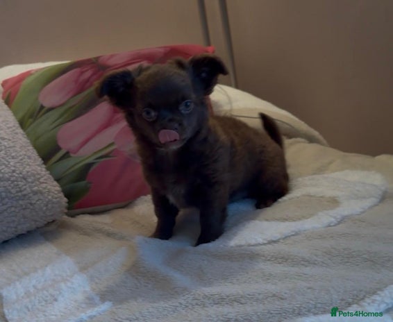 Chihuahua dogs - Advert 8