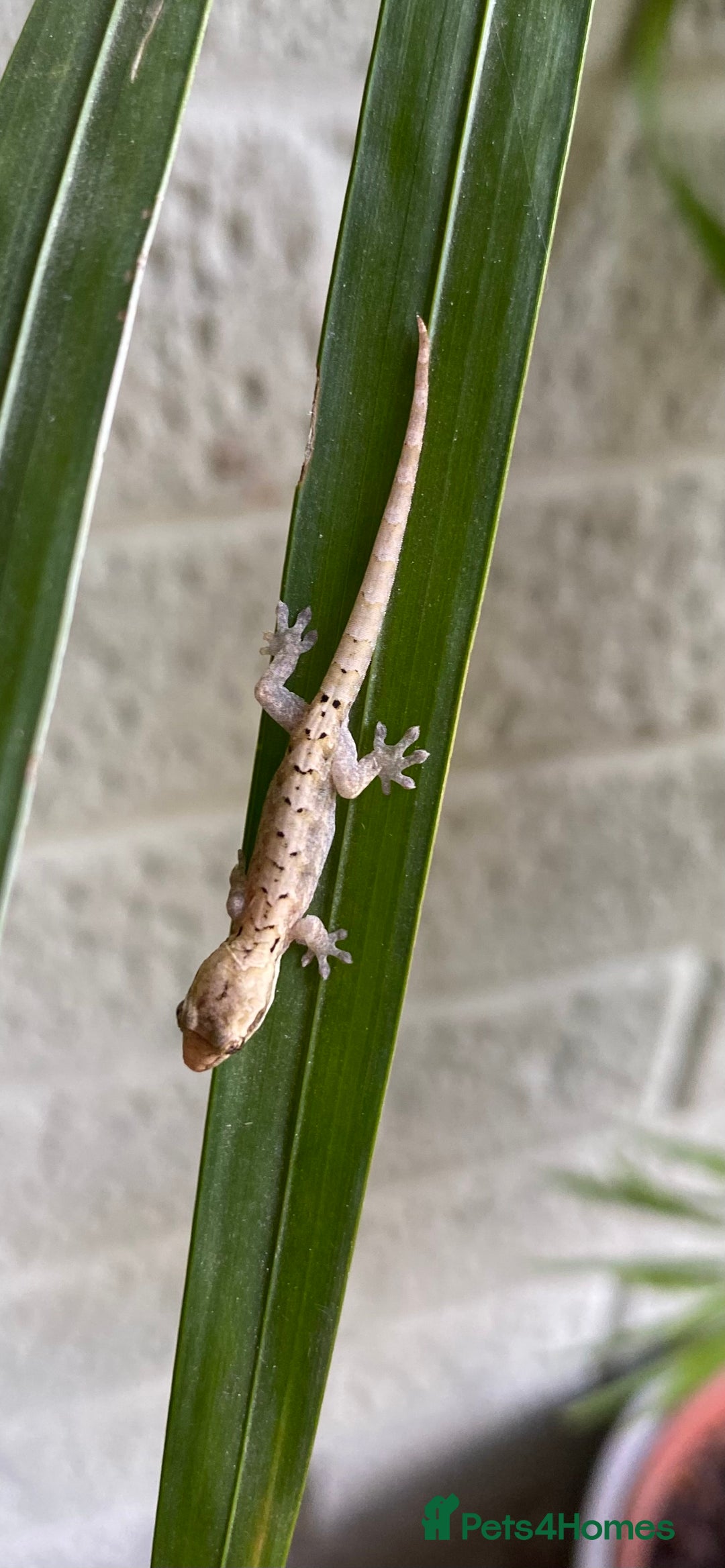 Gecko reptiles for sale: Mourning geckos  - Advert 7