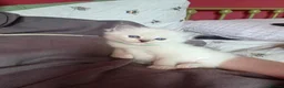 Ragdoll cats for sale: 2 Ragdoll Males South Lanarkshire in Glasgow - Advert 9