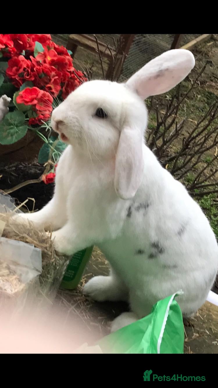 Mini Lop rabbits Rabbit for sale - Advert 5