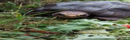 Tortoise reptiles for sale: Tortoise  in Sunderland - Advert 3