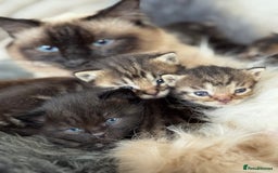 Munchkin cats for sale: Munchkin x Ragdoll Kittens For Sale ❤️ - Image 3