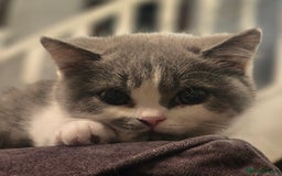 British Shorthair cats for sale: READY NOW GCCF reg BSH kittens - Image 2