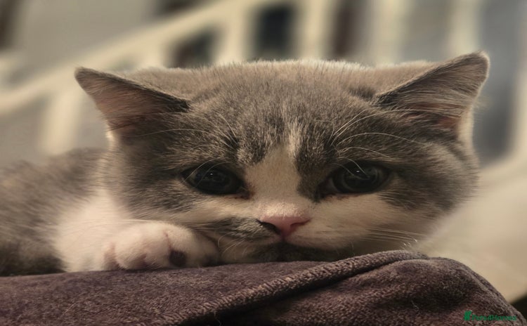 British Shorthair cats - Advert 1