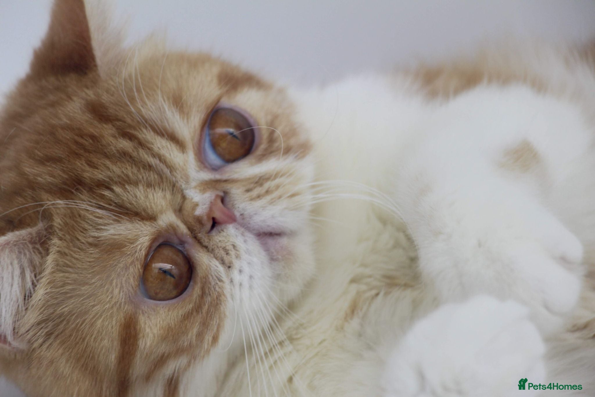Exotic cats Beautiful young quirky exotic shorthair female - Advert 1