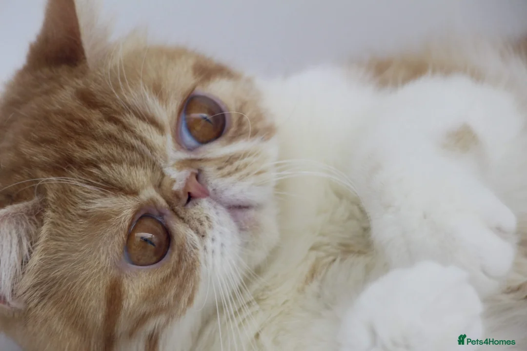 Exotic cats for sale: Beautiful young quirky exotic shorthair female - Advert 1