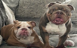 English Bulldog dogs for sale: English bulldog puppies  - Advert 2