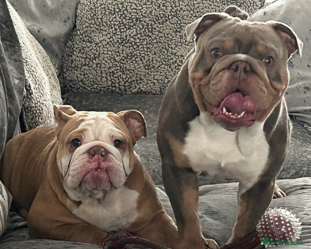 English Bulldog dogs for sale: English bulldog puppies  - Advert 2