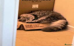 British Longhair cats for sale: Spayed British Longhair Female Adult - Image 10