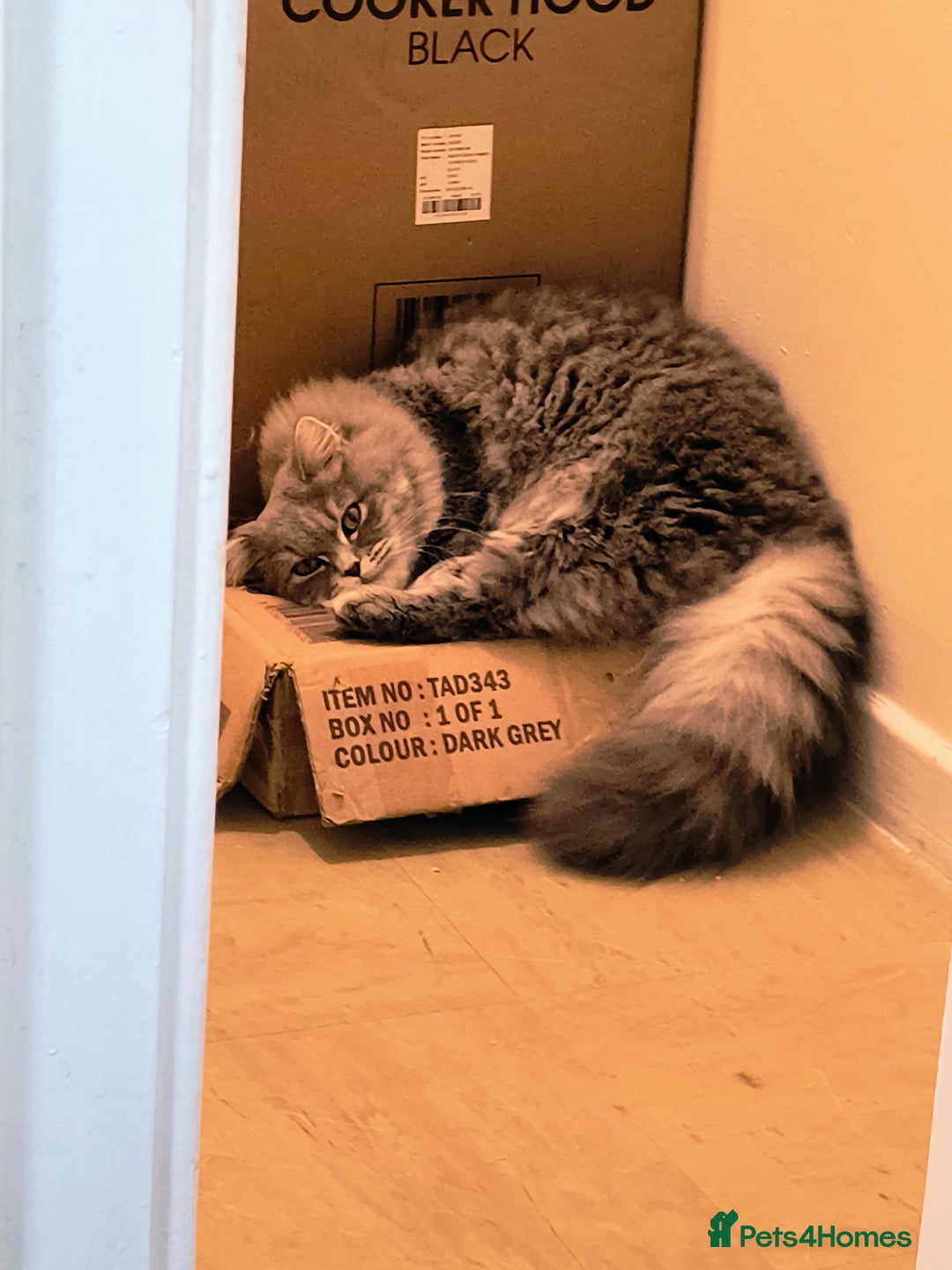 British Longhair cats for sale: Spayed British Longhair Female Adult - Image 10
