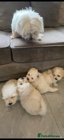 Maltipoo dogs Maltipoo puppy’s 🐾 - Advert 8