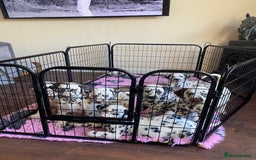 Dalmatian dogs for sale: Top quality show type Dalmatian pups 🐶  - Image 28