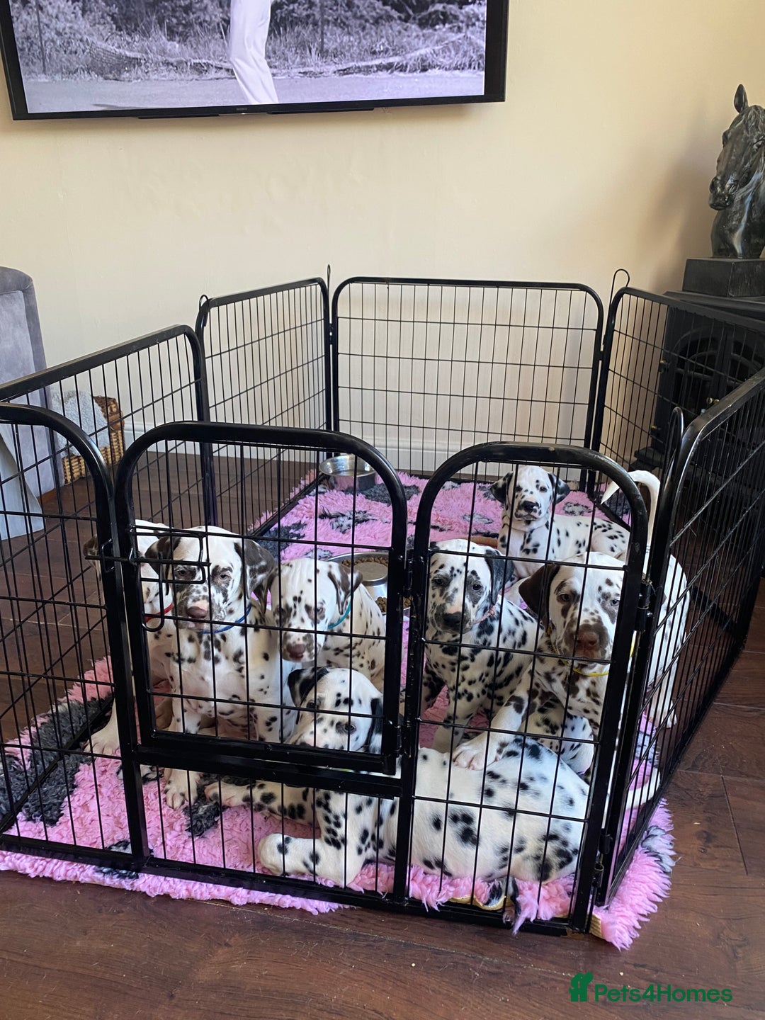 Dalmatian dogs for sale: Top quality show type Dalmatian pups 🐶  - Image 28
