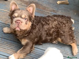 French Bulldog dogs in Liverpool - Advert 13