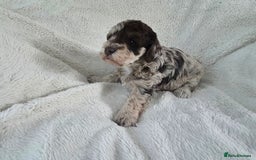 Schnoodle dogs for sale: 3 Stunning F2b Mearle Schnoodle Puppies - Image 5