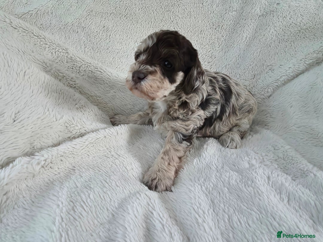 Schnoodle dogs for sale: 3 Stunning F2b Mearle Schnoodle Puppies - Image 5
