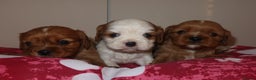 Cavalier King Charles Spaniel dogs for sale: Cavalier King Charles spaniel puppy’s  - Advert 1