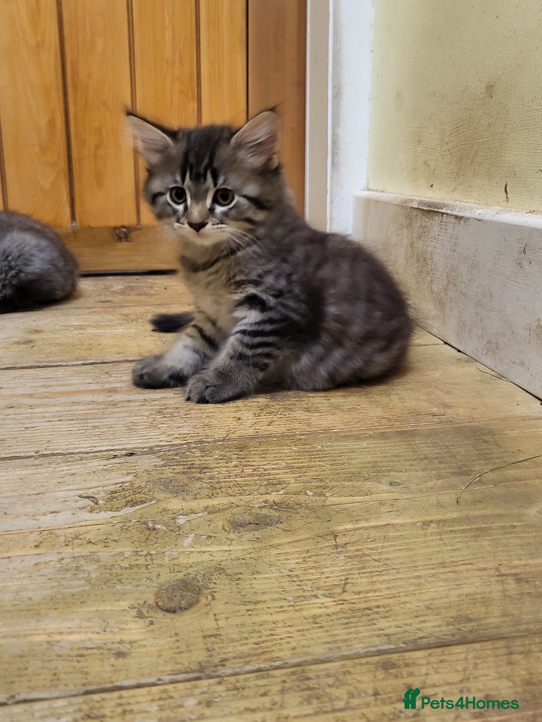Mixed Breed cats for sale: 3 kittens gor sale - Image 1