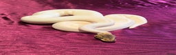 Python Snake reptiles for sale: Spied ball Python Spider Pied Adult Male  - Advert 3