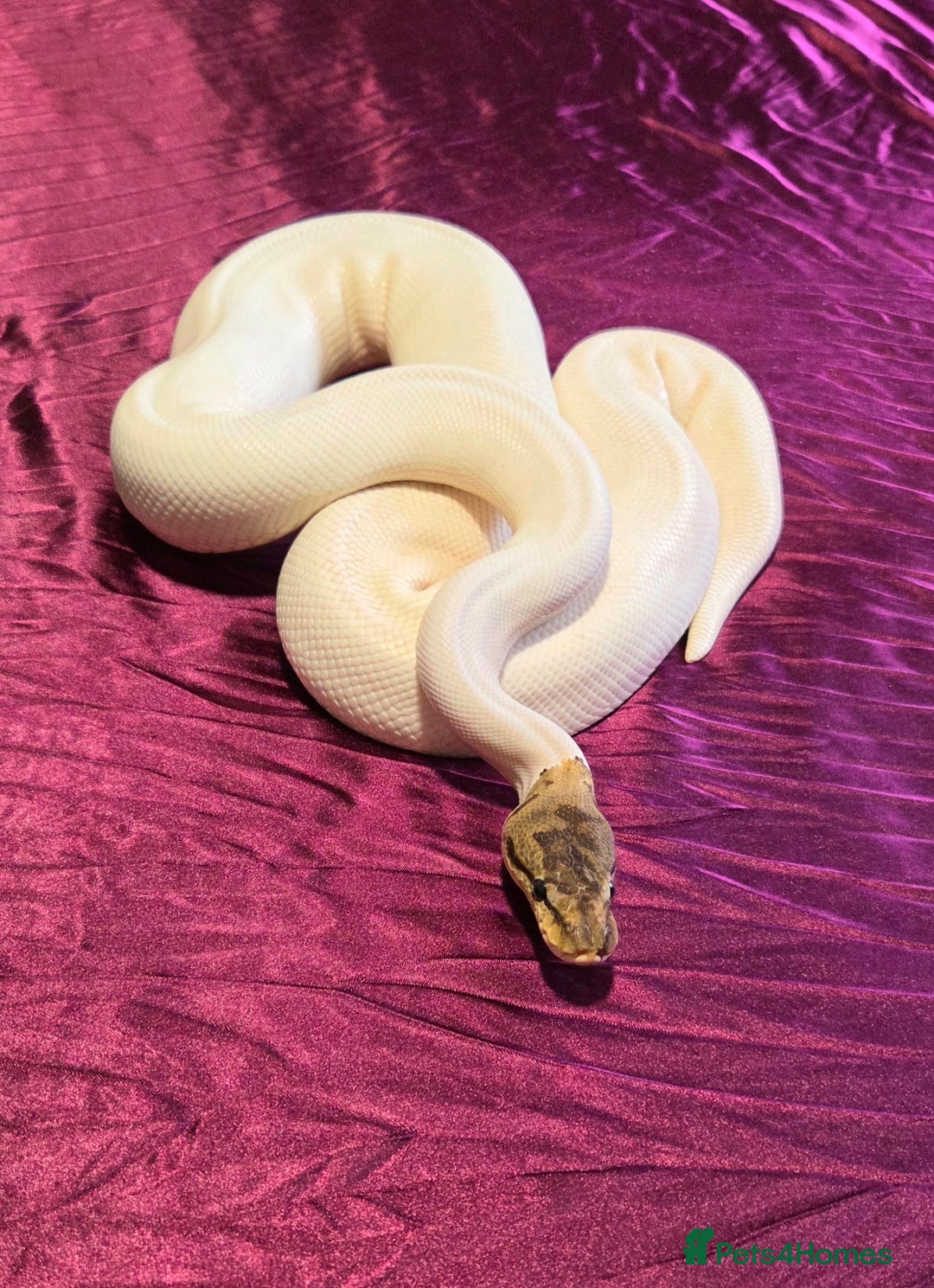 Python Snake reptiles for sale: Spied ball Python Spider Pied Adult Male  - Advert 3
