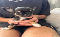 Chihuahua dogs for sale: LAST LITTLE BOY - long coat  READY NOW - Image 6