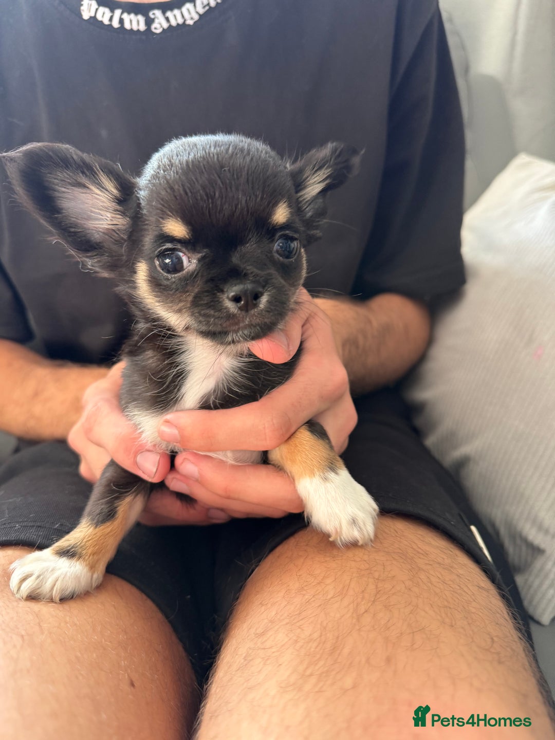 Chihuahua dogs for sale: LAST LITTLE BOY - long coat  READY NOW - Image 6