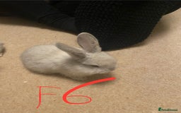 Mixed Breed rabbits for sale: Baby rabbits  - Image 12