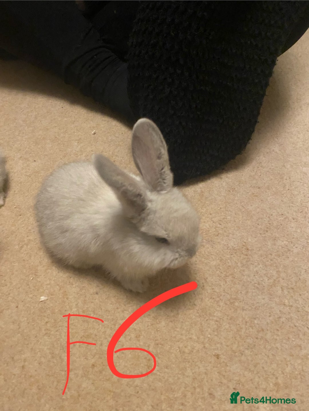 Mixed Breed rabbits for sale: Baby rabbits  - Image 12