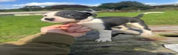 Lurcher dogs for sale: Beautiful Lurchers puppies  - Advert 16