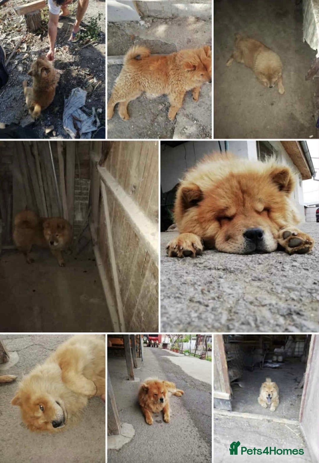 Chow Chow dogs for sale: Chow chow  - Advert 5