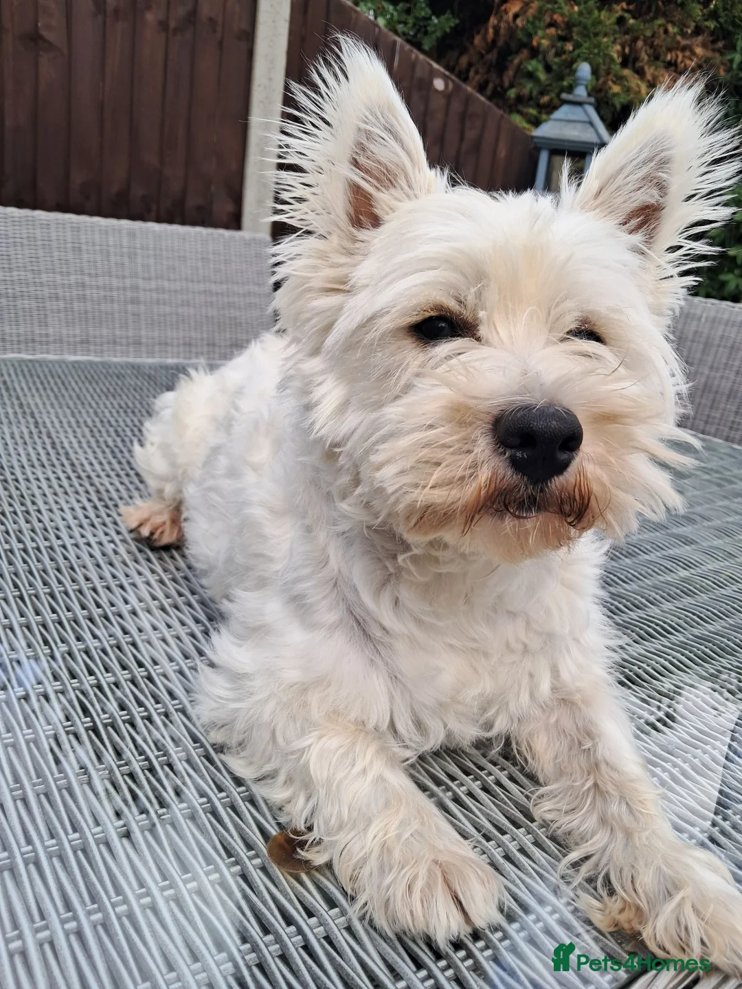 West Highland Terrier dogs for sale:  2 year old West Highland Terrier Kc reg Female - Advert 2