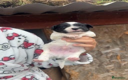 Patterjack dogs for sale: Patterjack puppies for sale - Image 3