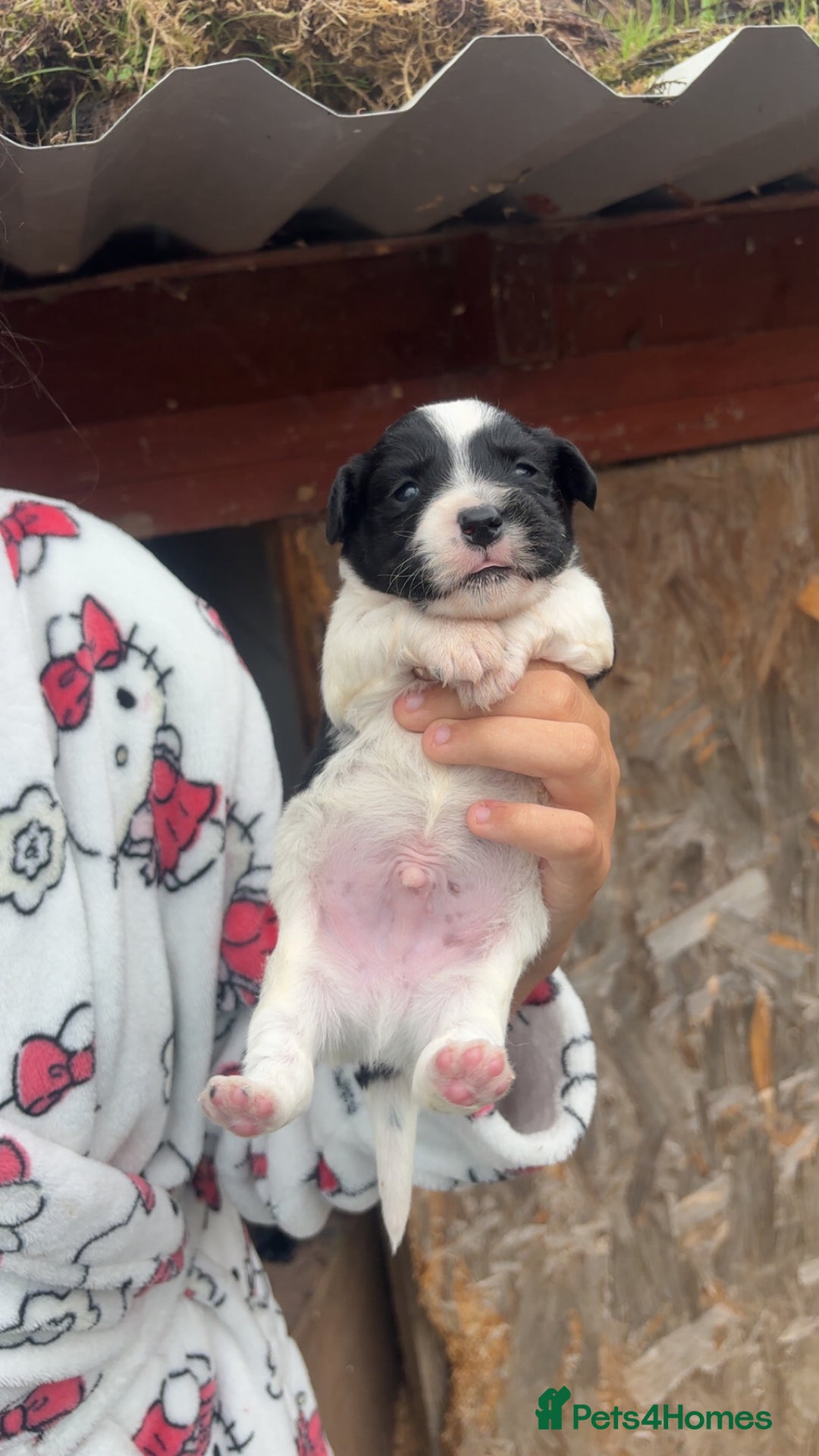 Patterjack dogs for sale: Patterjack puppies for sale - Image 3