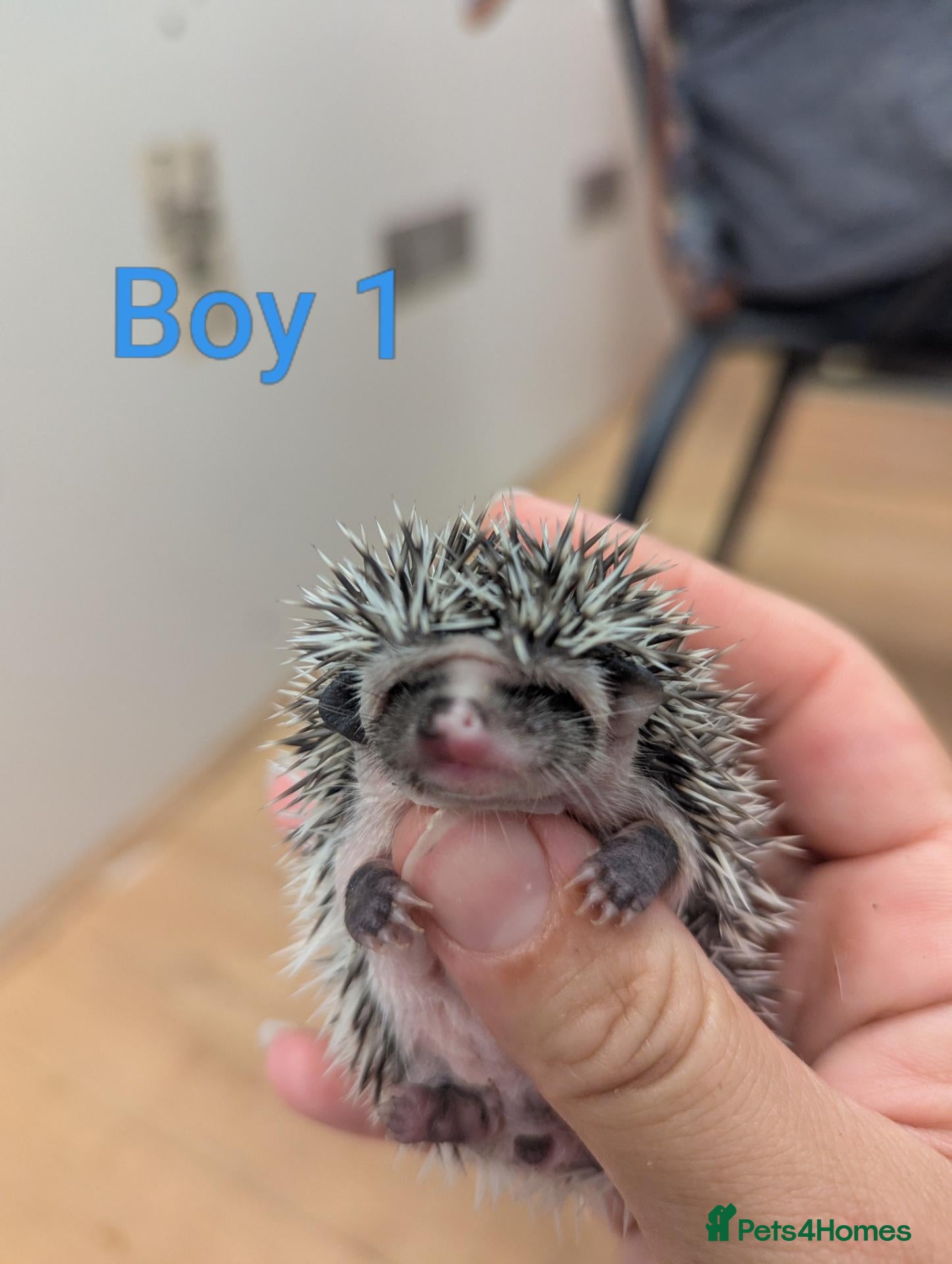 Pygmy Hedgehog rodents Baby African Pygmy Hedgehogs - multiple litters! - Advert 2