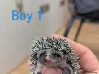 Pygmy Hedgehog rodents Baby African Pygmy Hedgehogs - multiple litters! - Advert 2