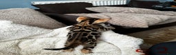 Bengal cats for sale: TICA registered bengal kittens available! - Advert 21