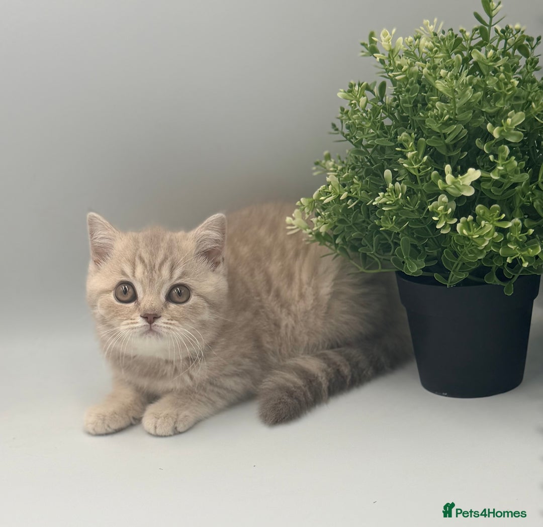British Shorthair cats for sale: PEDIGREE REGISTERED CHUNKY BRITISH SHORTHAIRS  - Advert 17