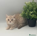 British Shorthair lilac mackerel 3