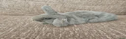 Mini Lop rabbits for sale: Mini Lops for Sale - Advert 4