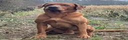 Labrador Retriever dogs for sale: 2 week old  Labrador Puppies  - Advert 5