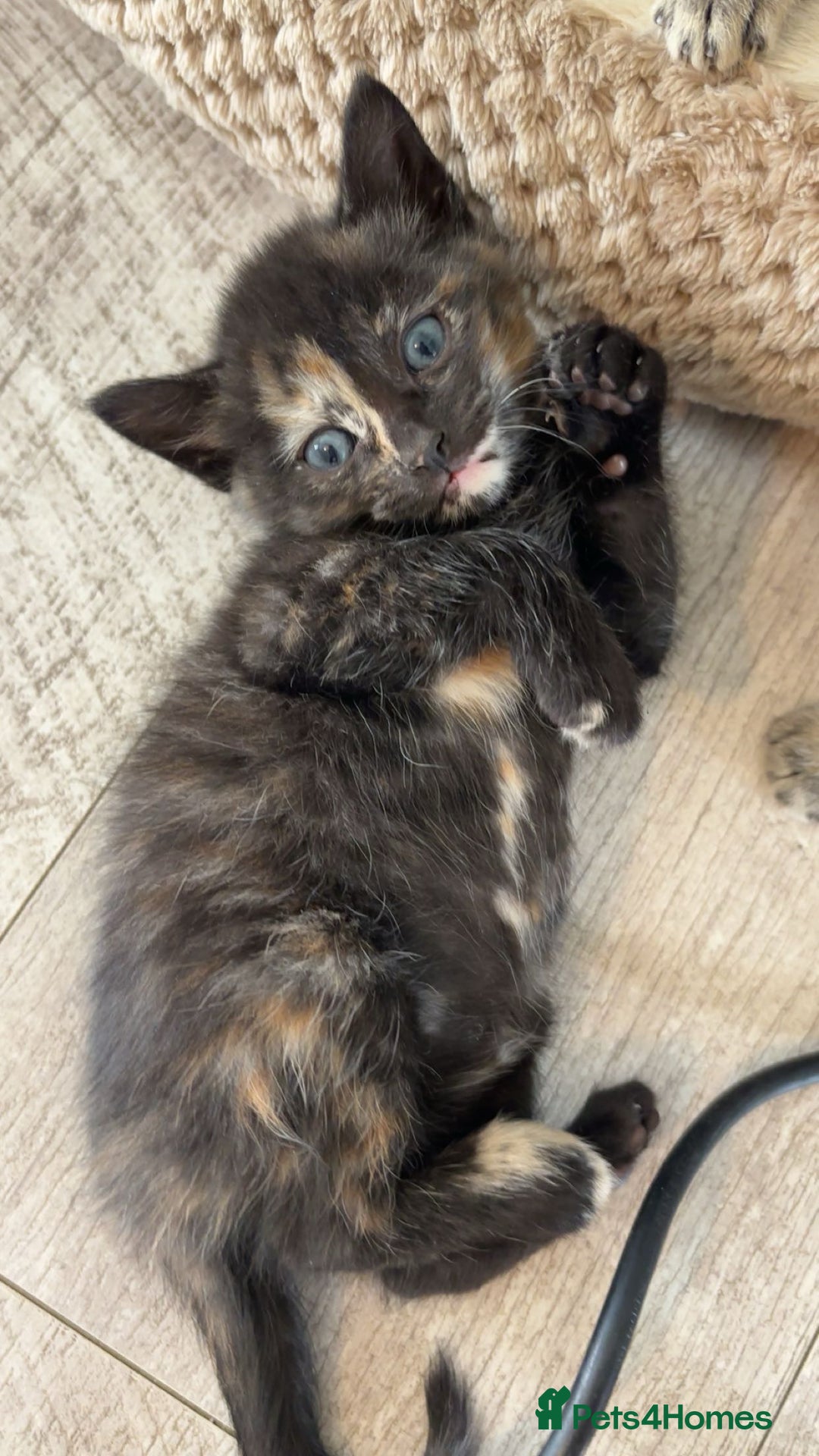 British Longhair cats for sale: 2  black and ginger girls  - Image 2