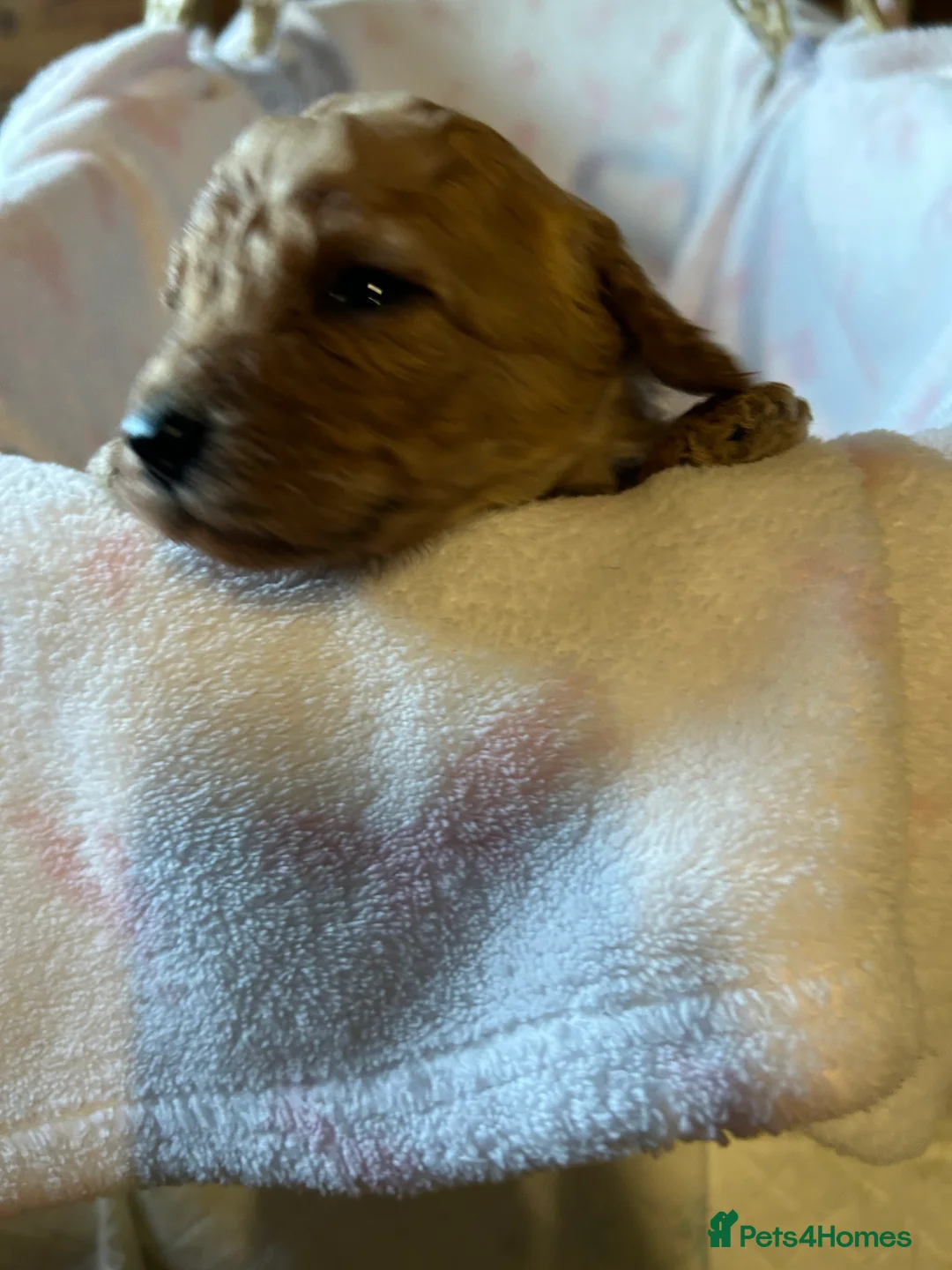 Cavapoo dogs for sale: Adventures of a curly cavapoo no further  - Advert 8