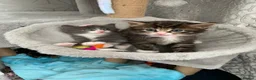 Mixed Breed cats for sale: Beautiful kittens looking for loving home. - Advert 9